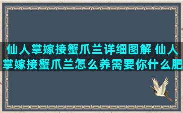 仙人掌嫁接蟹爪兰详细图解 仙人掌嫁接蟹爪兰怎么养需要你什么肥